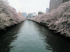 fukagawa sakura